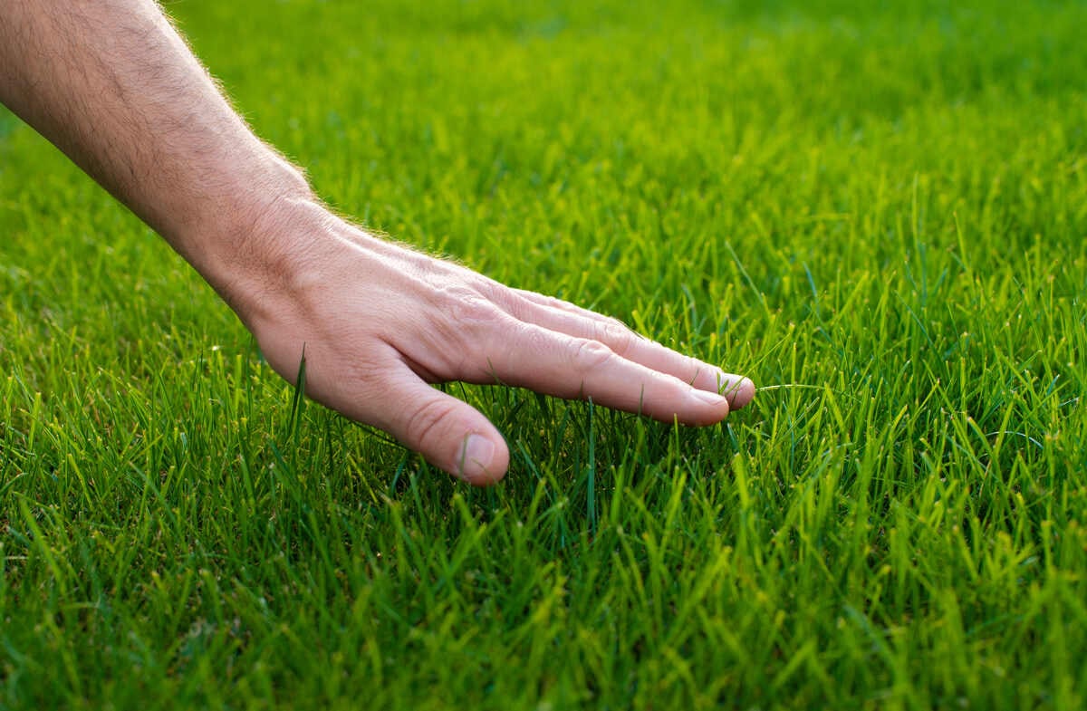 A hand checking the texture and density of natural turf