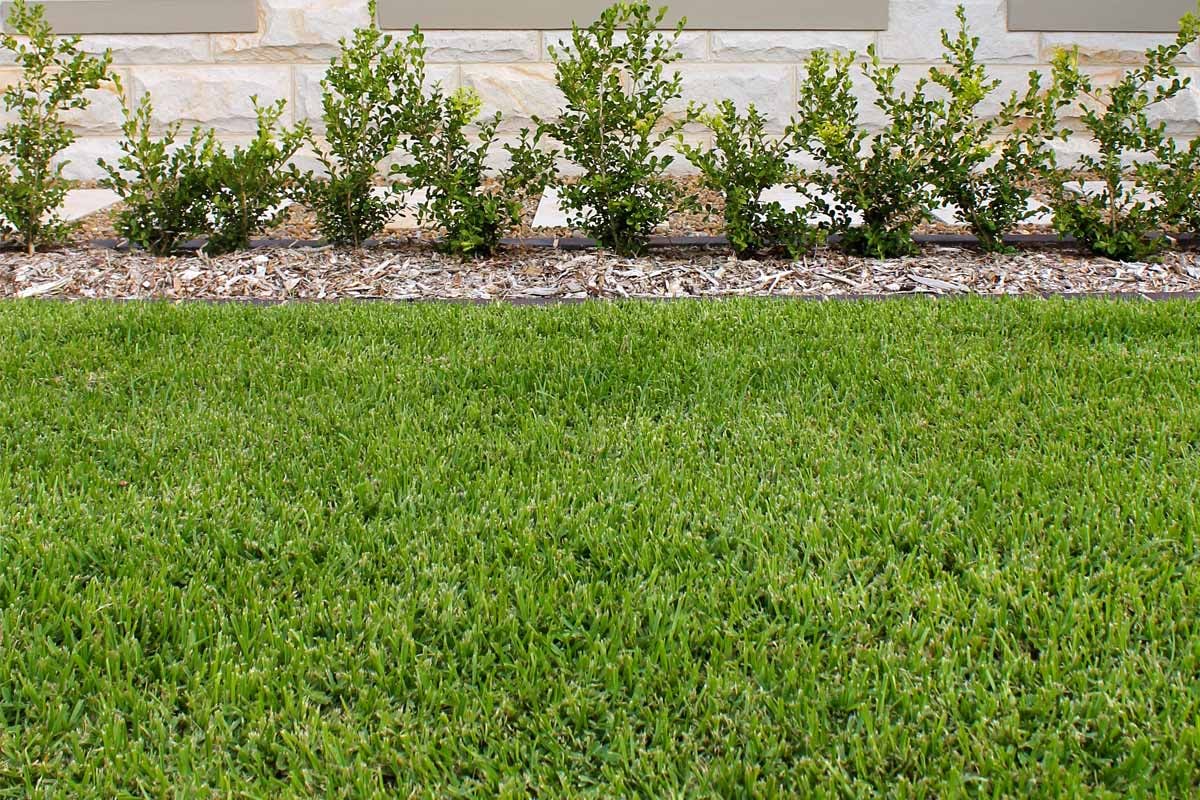 Natural lawn meeting a planted garden edge