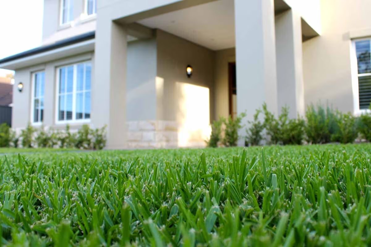 Established natural lawn in front of a contemporary home