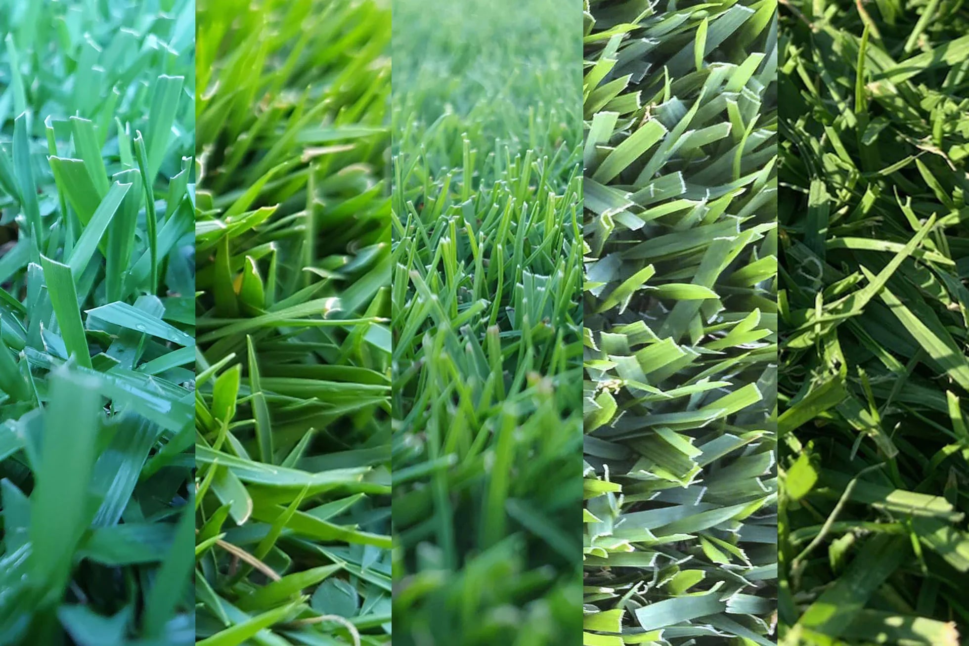 A visual comparison of different natural turf leaf textures