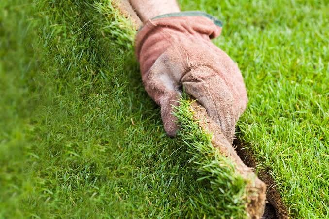 Natural turf being cut to form a clean lawn edge