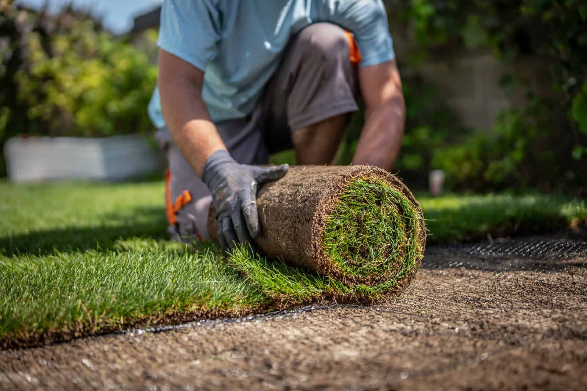 A roll of natural turf being laid onto prepared ground