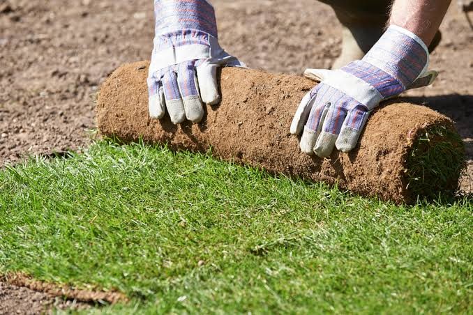 Natural turf being positioned by hand during installation