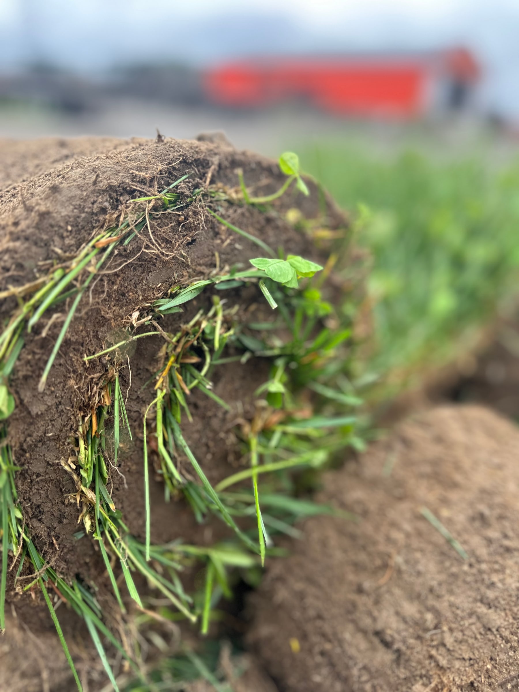 Side profile of natural turf, roots and soil