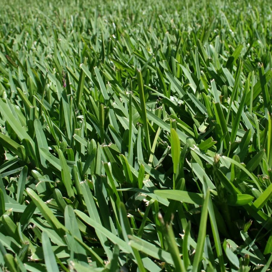 Close view of broad Buffalo turf leaves