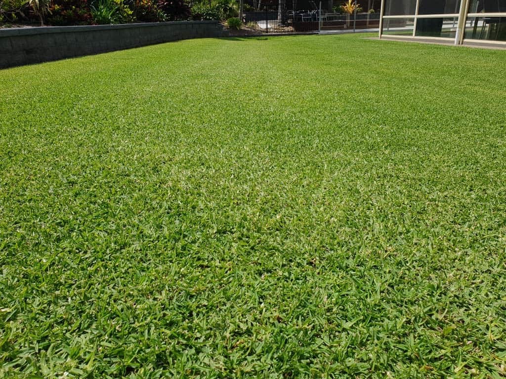 Buffalo lawn in a residential setting