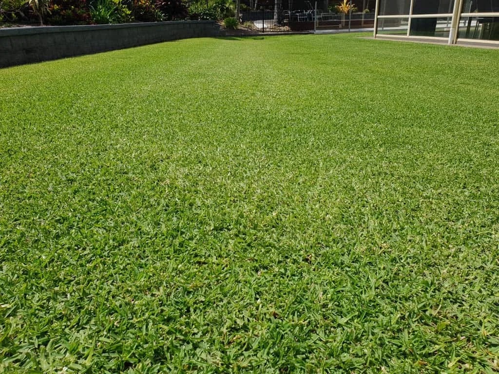 Buffalo lawn in a residential setting