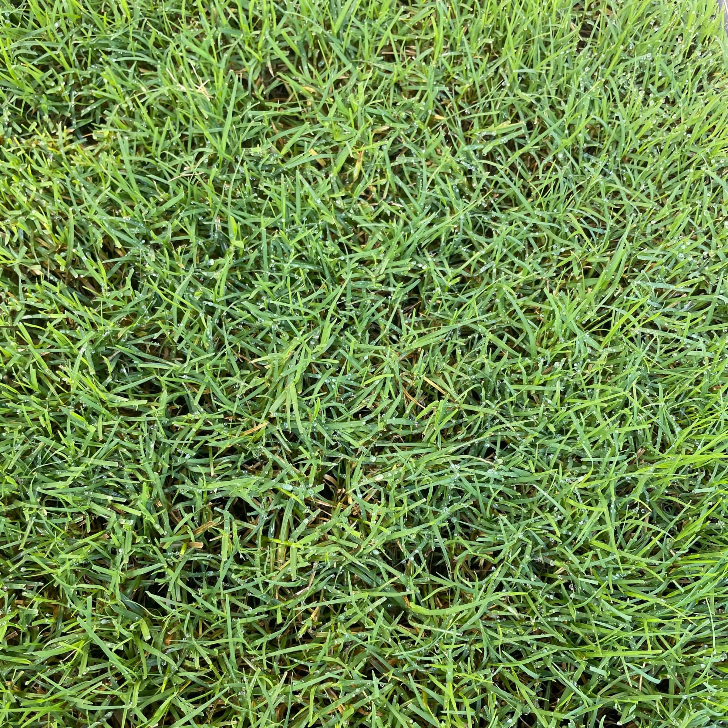 Close view of fine Couch turf leaves