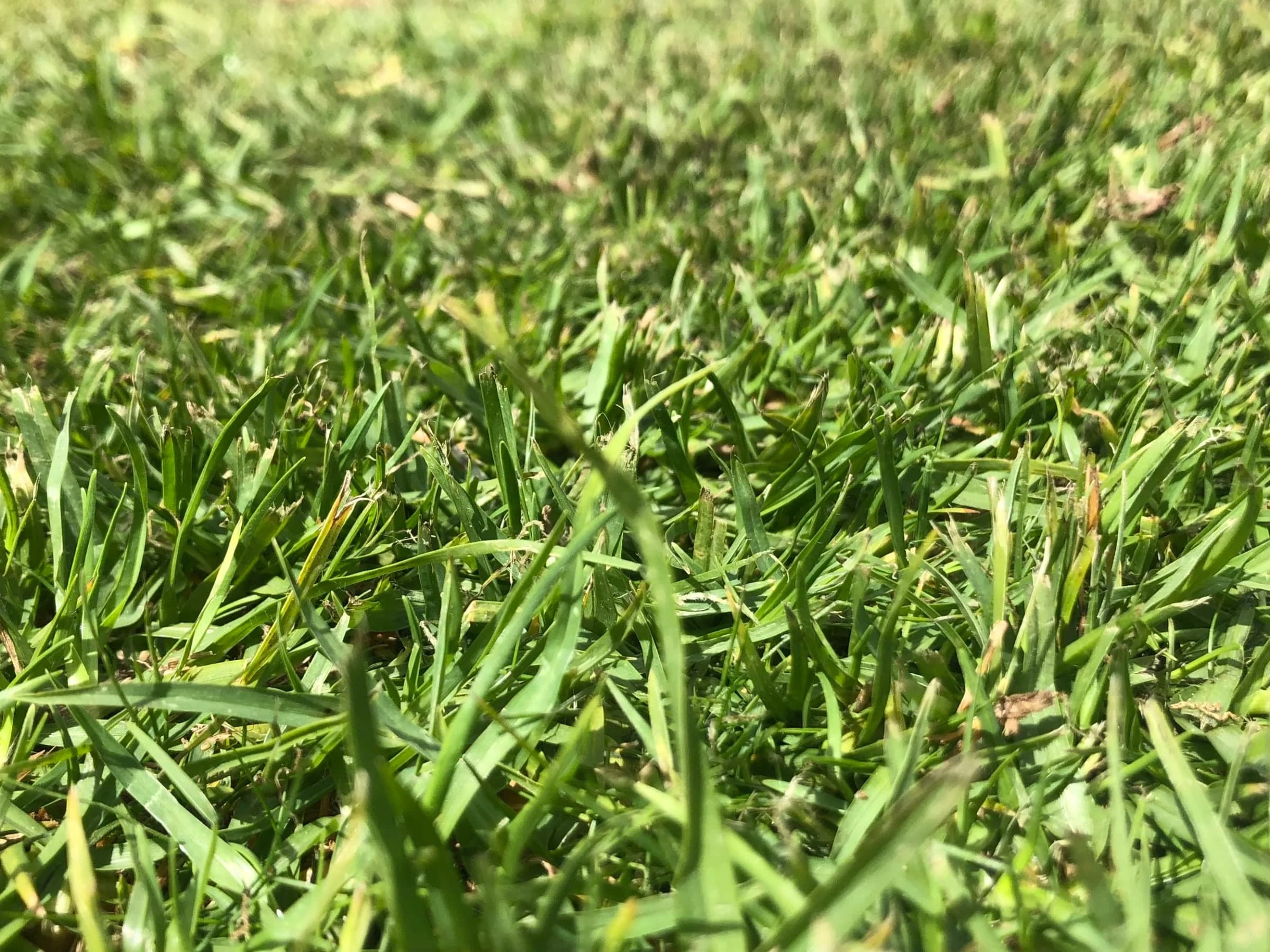 Close view of Kikuyu turf leaves