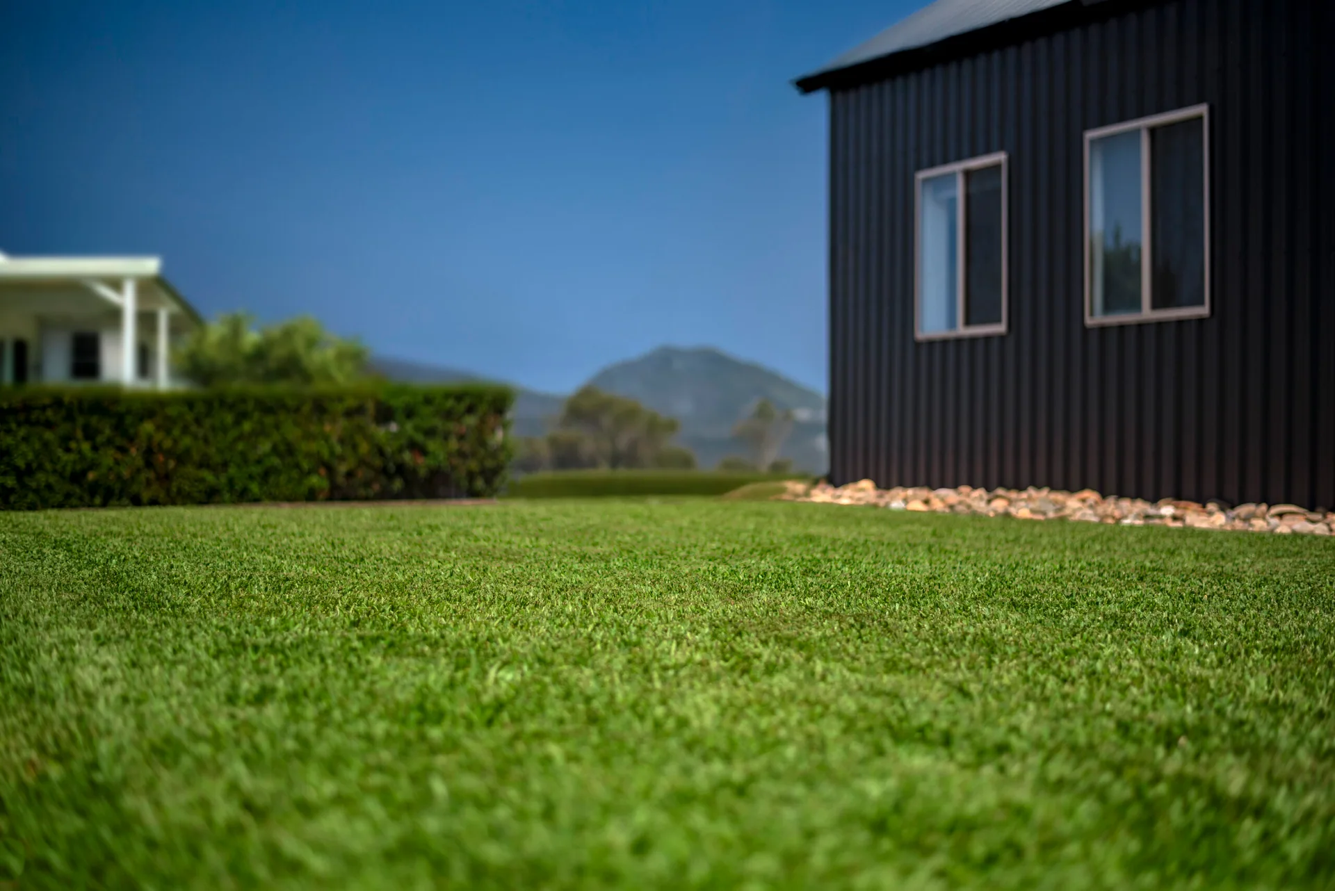 Stampede Hybrid Buffalo lawn beside a dark-clad home in a supplied variety reference photo