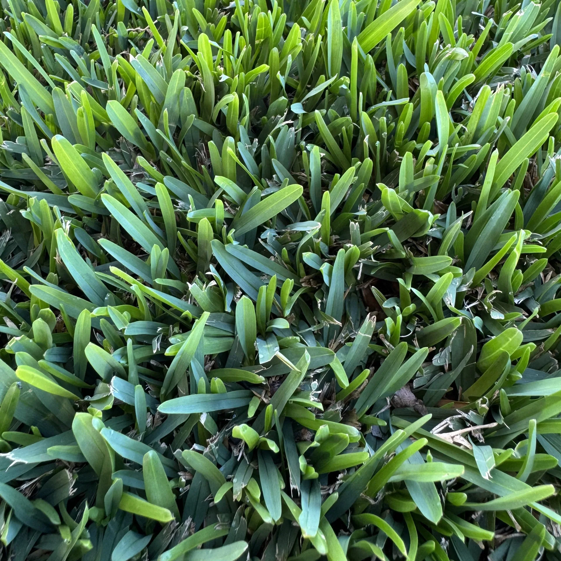 Stampede Hybrid Buffalo broad green leaves in a supplied variety reference photo