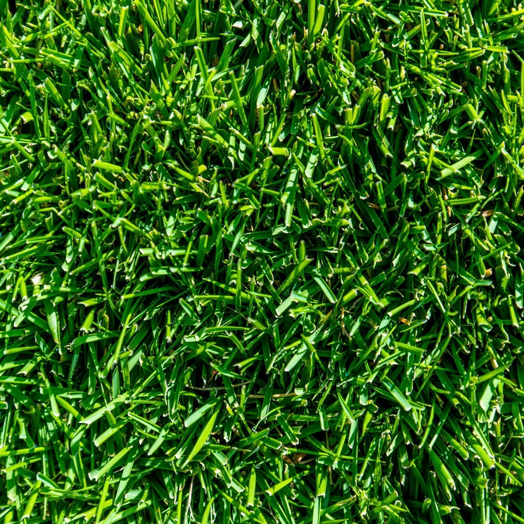 Close view of fine TifTuf turf leaves