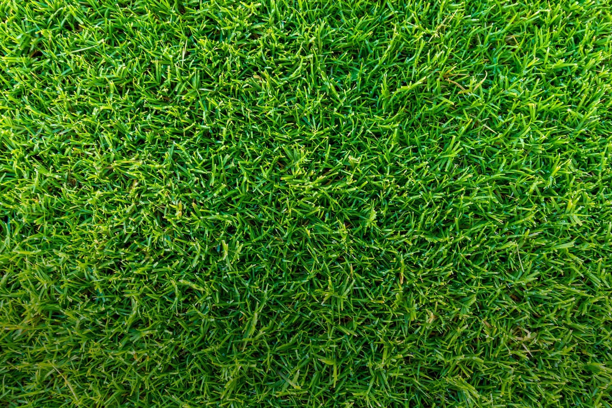 Close view of dense Zoysia turf leaves