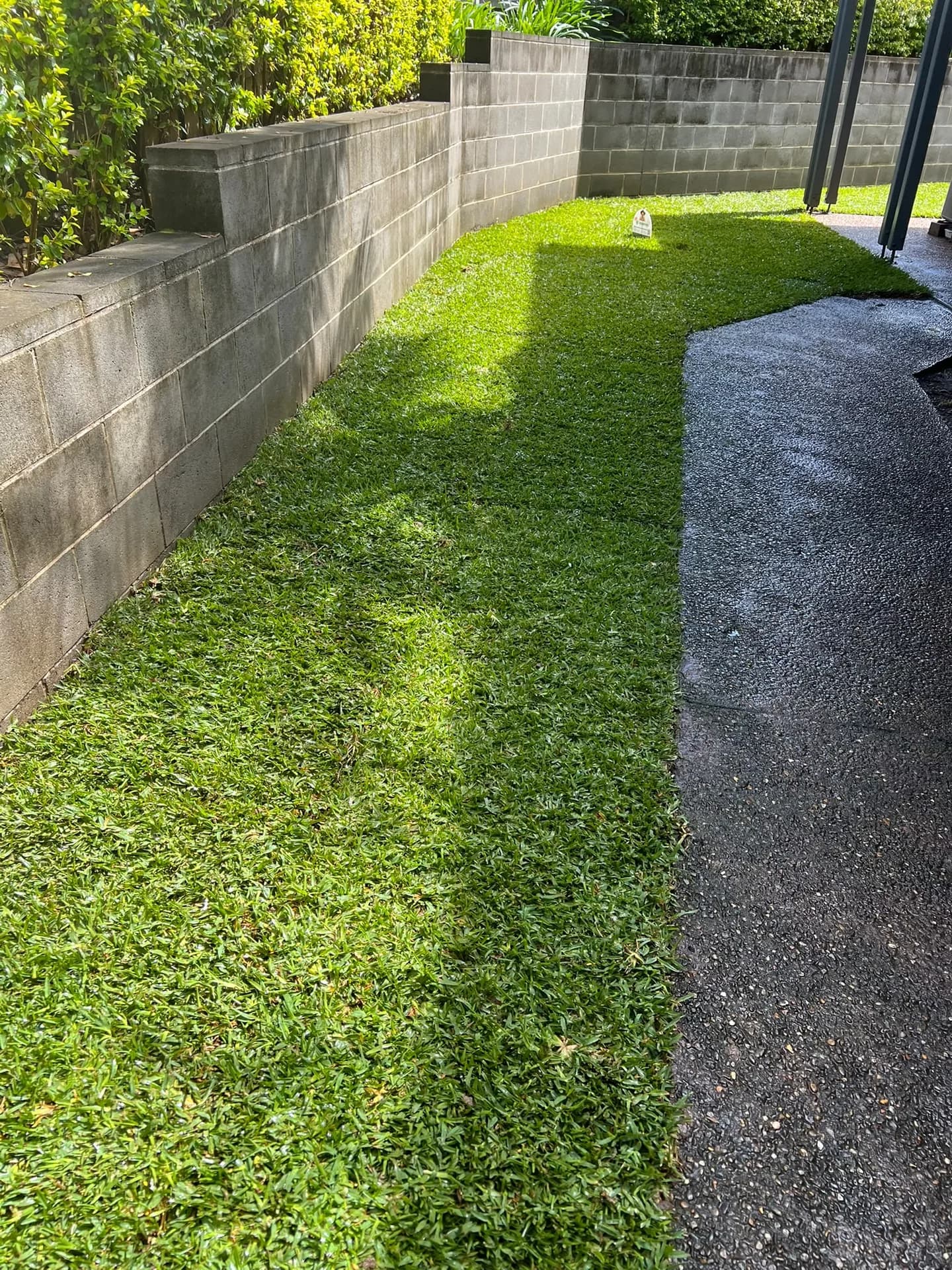 Completed Stampede Hybrid Buffalo lawn following the curved path in Oatlands