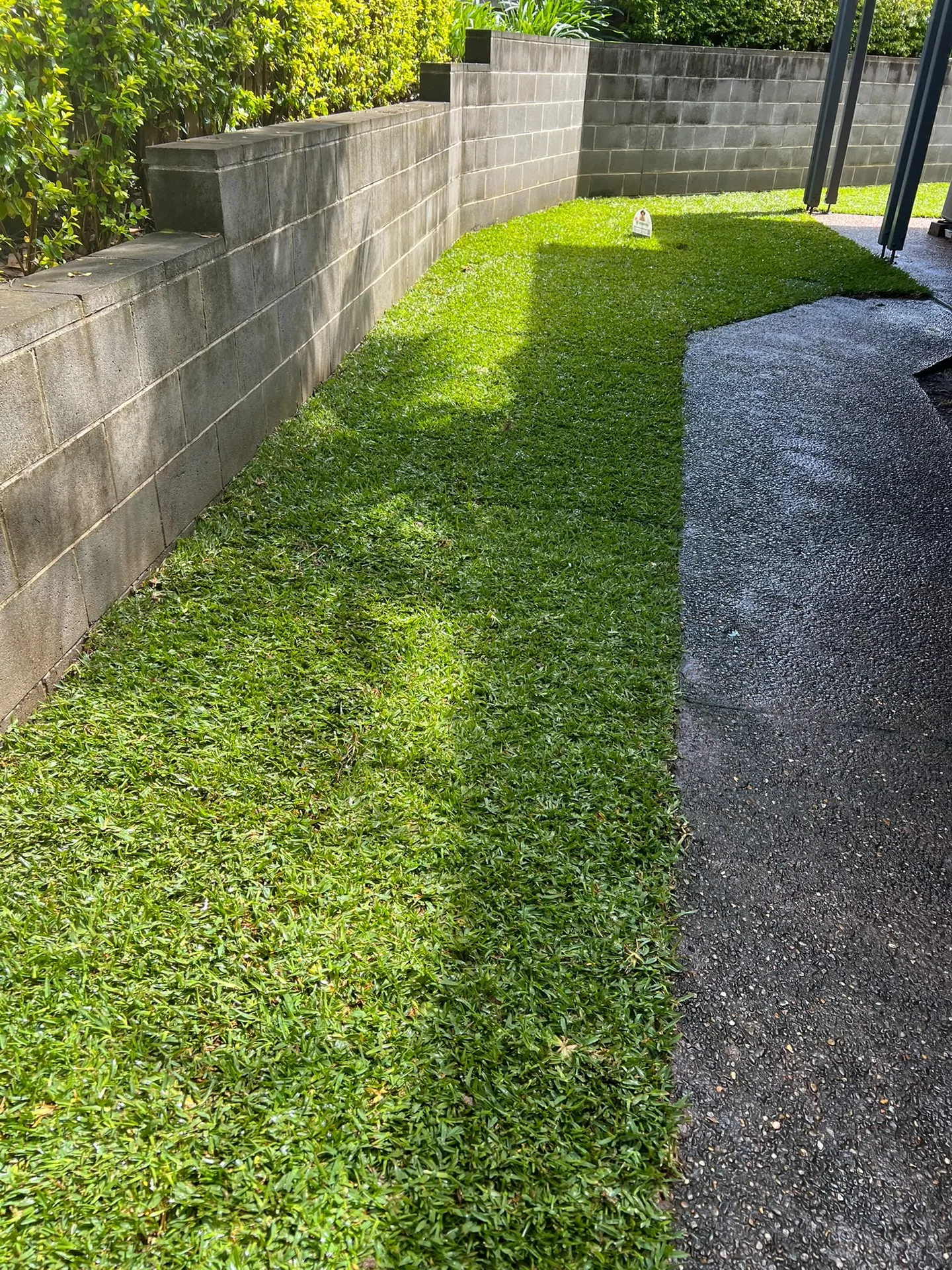 Completed Stampede Hybrid Buffalo lawn following the curved path in Oatlands