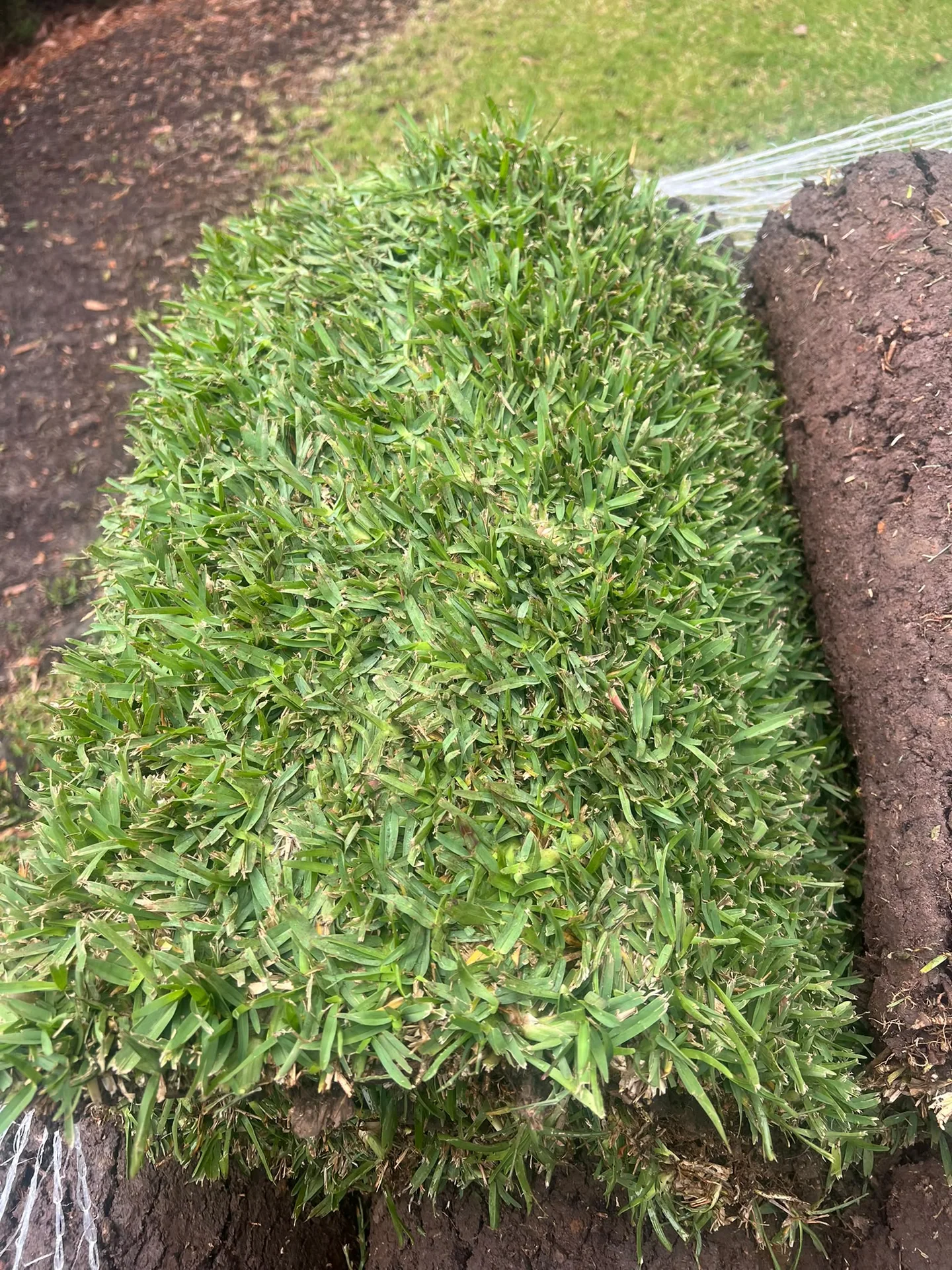 Stampede Buffalo turf roll beside the prepared Oatlands lawn during installation